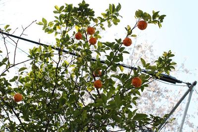 IMG_5507_R.jpg