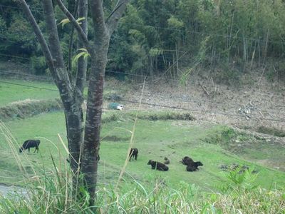 IMG_0246_R.jpg