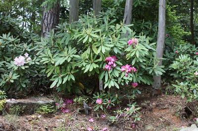 IMG_6999_R.jpg