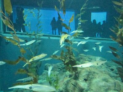 IMG_6925R5.jpg