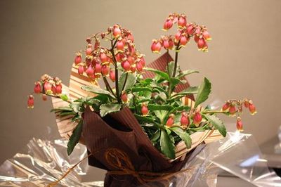 IMG_3242R78.jpg