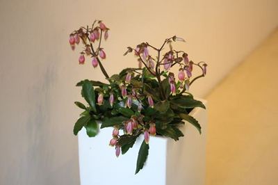 IMG_4056R78.jpg