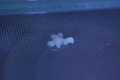 IMG_4547R78.jpg